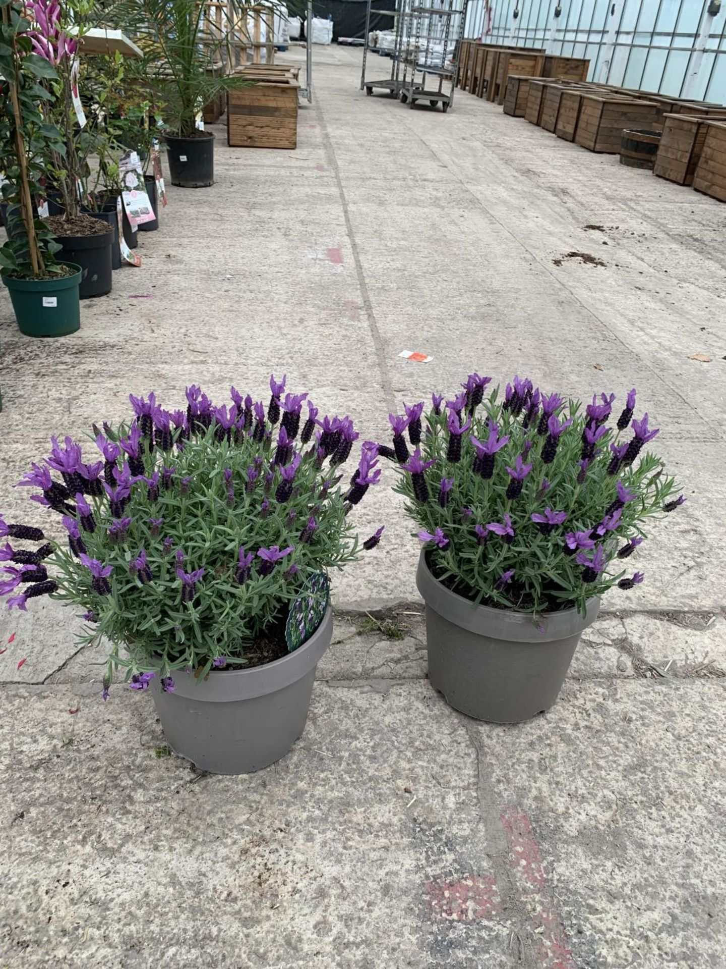 TWO FRENCH LAVENDER (LAVANDULA STOECHAS) 7 LTR POTS + VAT