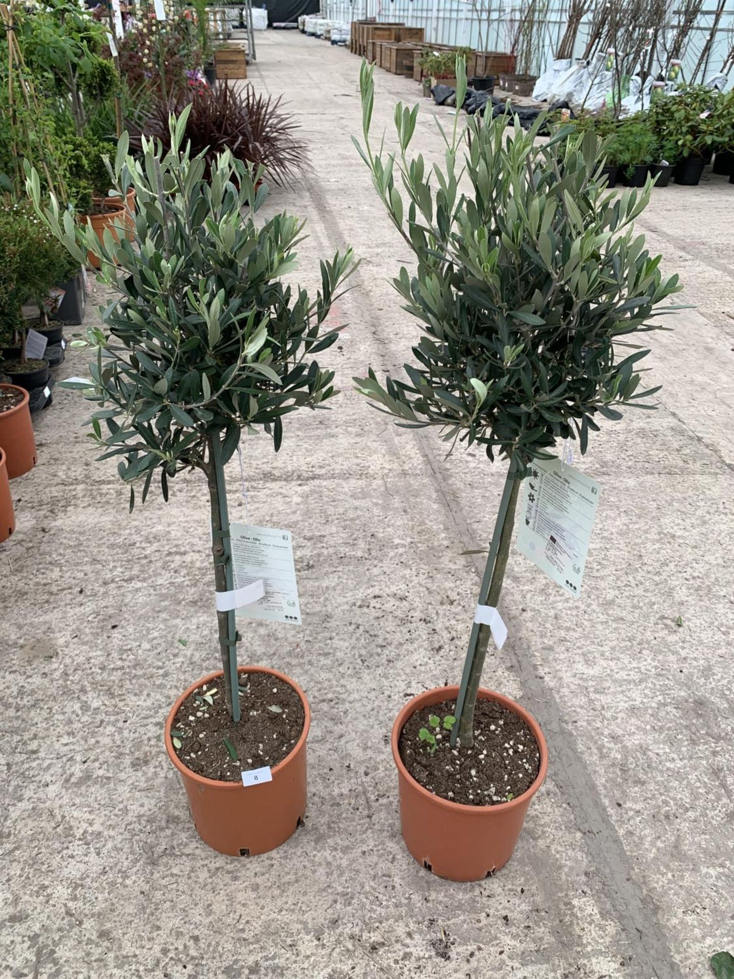 A PAIR OF STANDARD OLIVE TREES APPROXIMATELY 100CM TALL + VAT