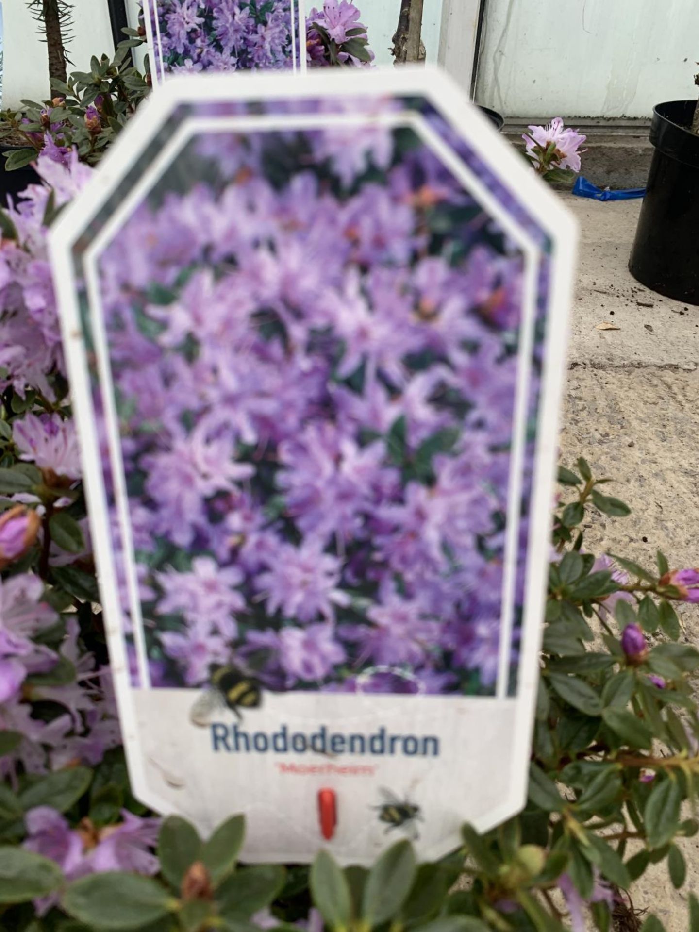 THREE PURPLE RHODODENDRONS + VAT - Image 4 of 4