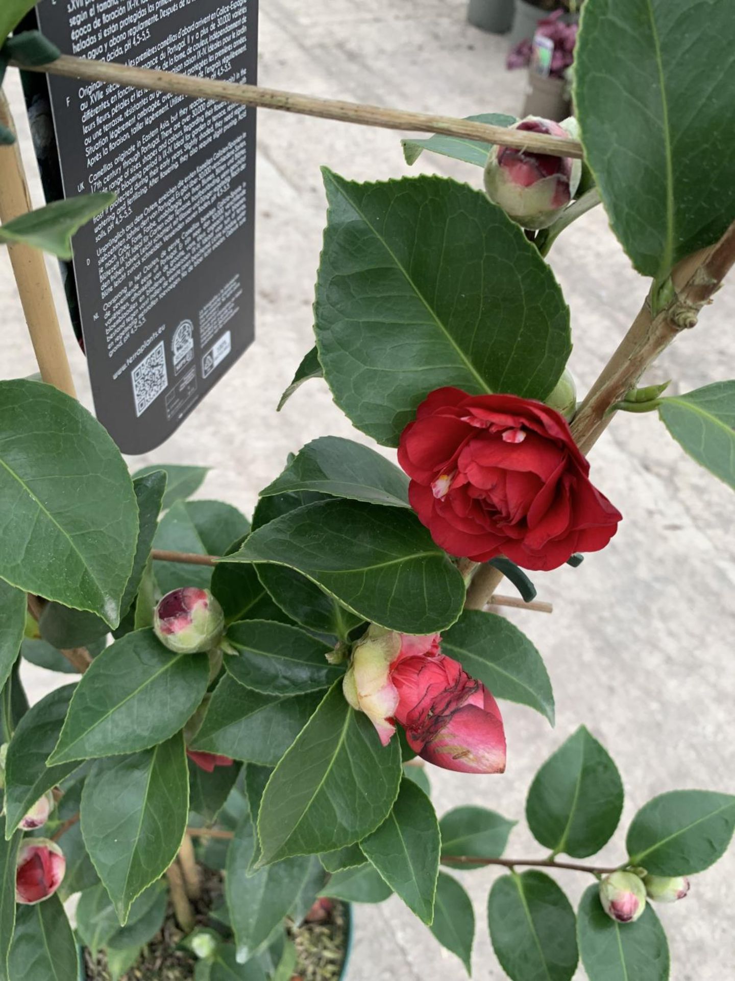 TWO FRAME TRAINED CAMELLIA "ROGER HALL" 5 LTR POTS + VAT - Image 3 of 5