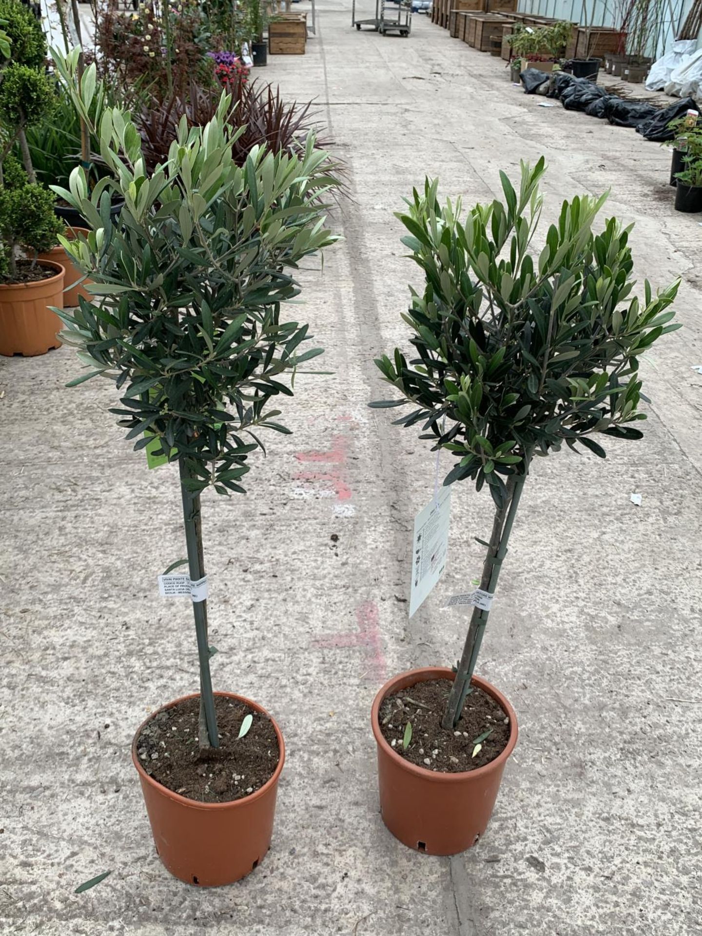 A PAIR OF STANDARD OLIVE TREES APPROXIMATELY 100CM TALL + VAT