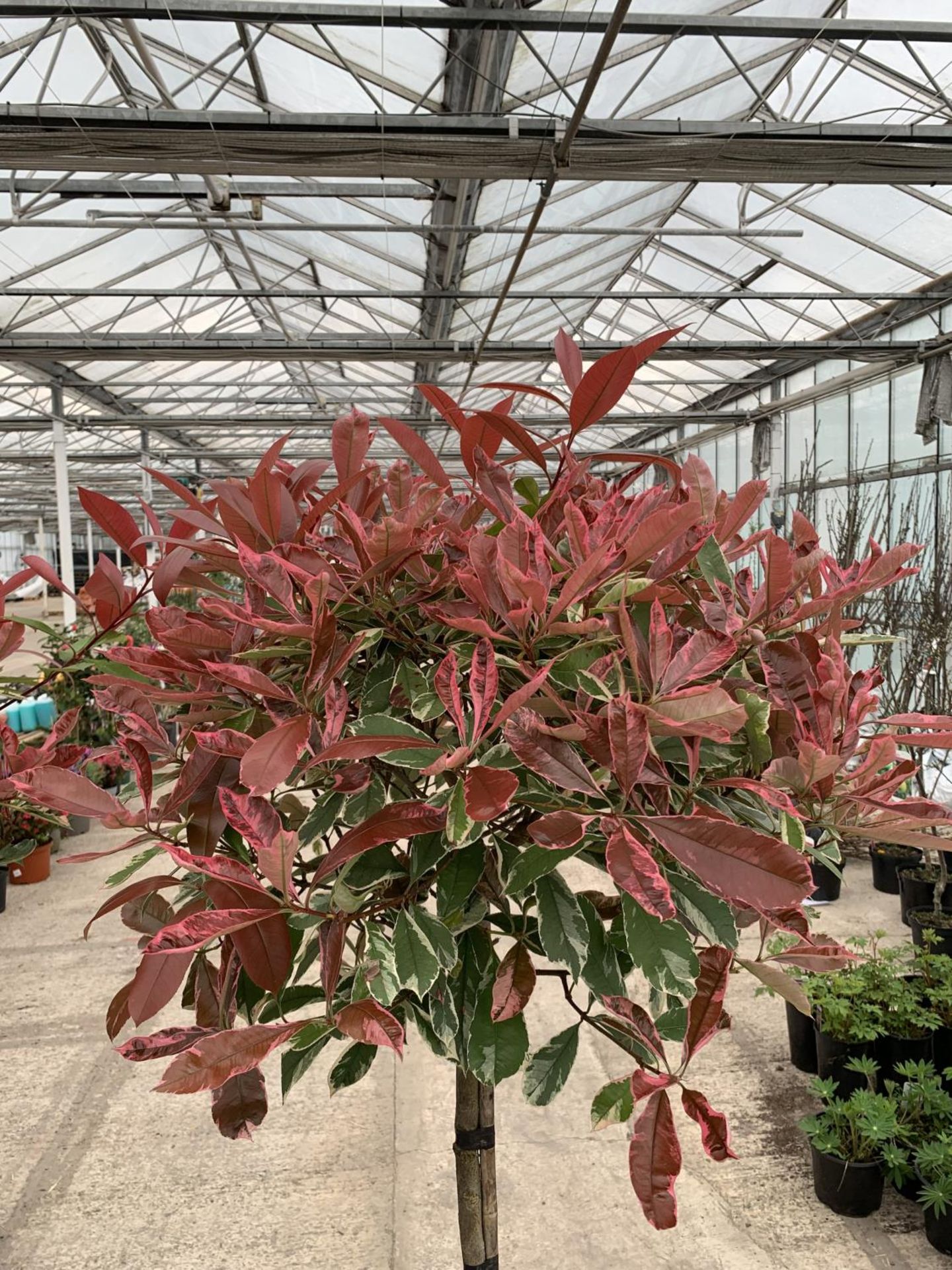 TWO STANDARD PHOTINIA PINK MARBLE TREES 15 LTR POTS + VAT - Image 2 of 4