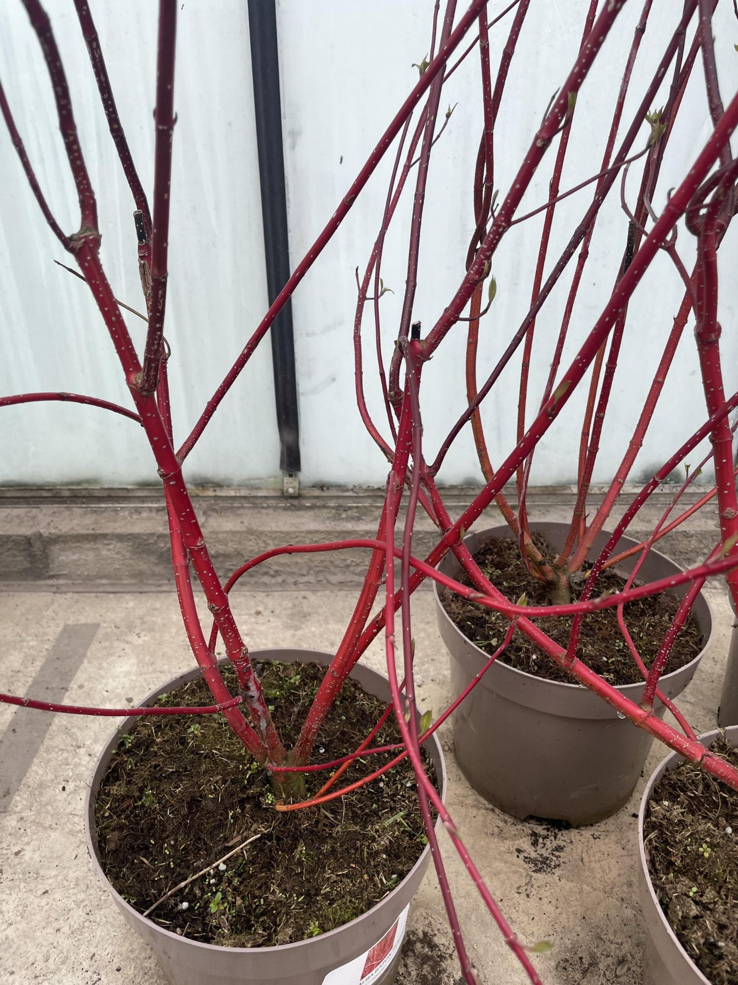 FIVE RED CORNUS + VAT - Image 2 of 3