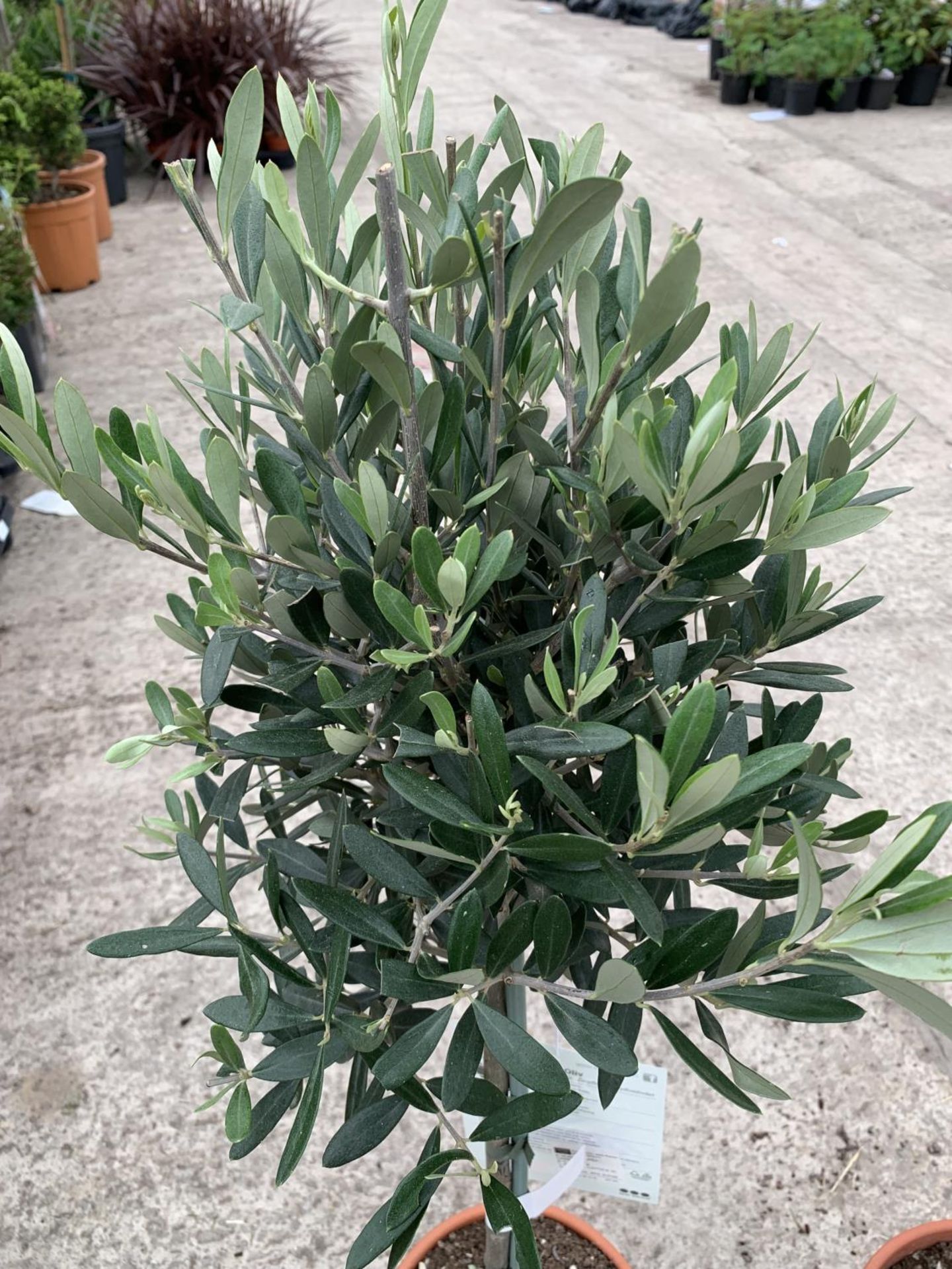 A PAIR OF STANDARD OLIVE TREES APPROXIMATELY 100CM TALL + VAT - Image 2 of 4