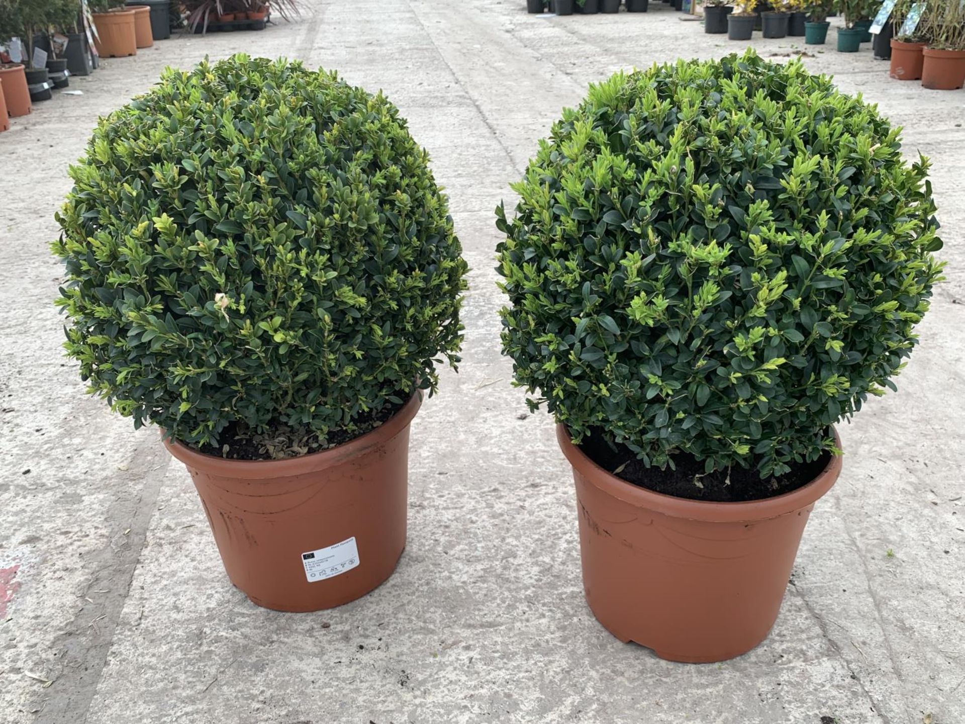 A PAIR OF LARGE BOX (BUXUS SEMPERVIRENS) BALLS + VAT