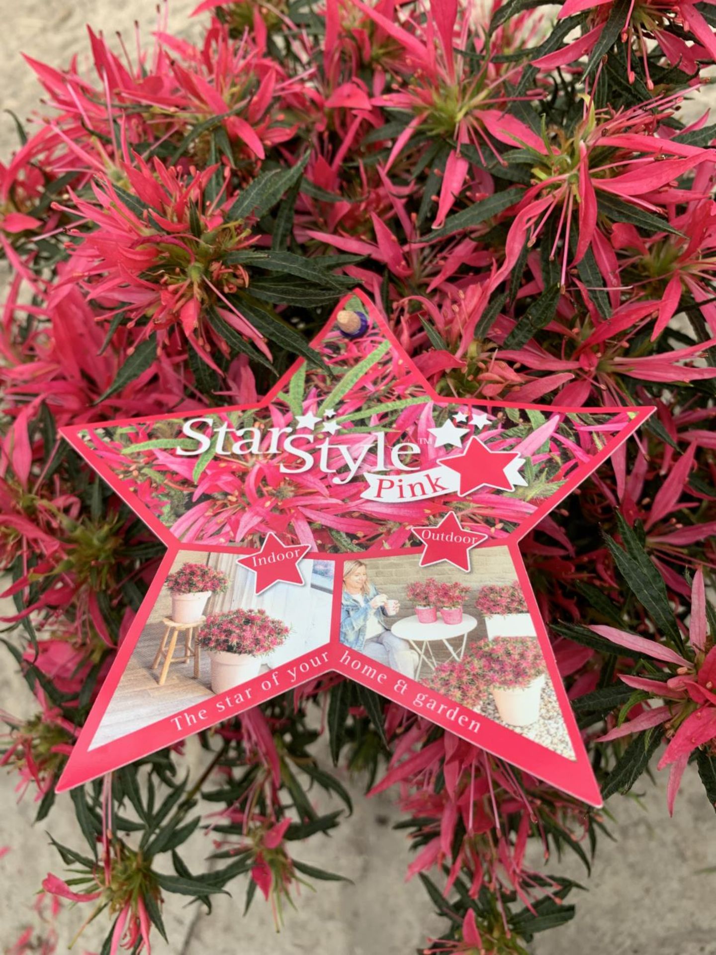 TWO AZALEA STAR STYLE PINK 3 LTR POTS + VAT - Image 3 of 4