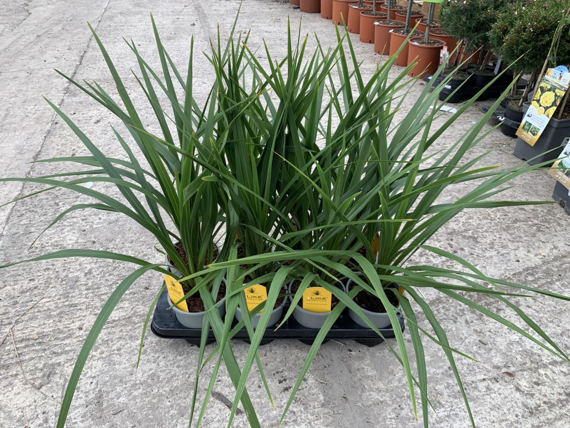 EIGHT CORDYLINE PEKO + VAT