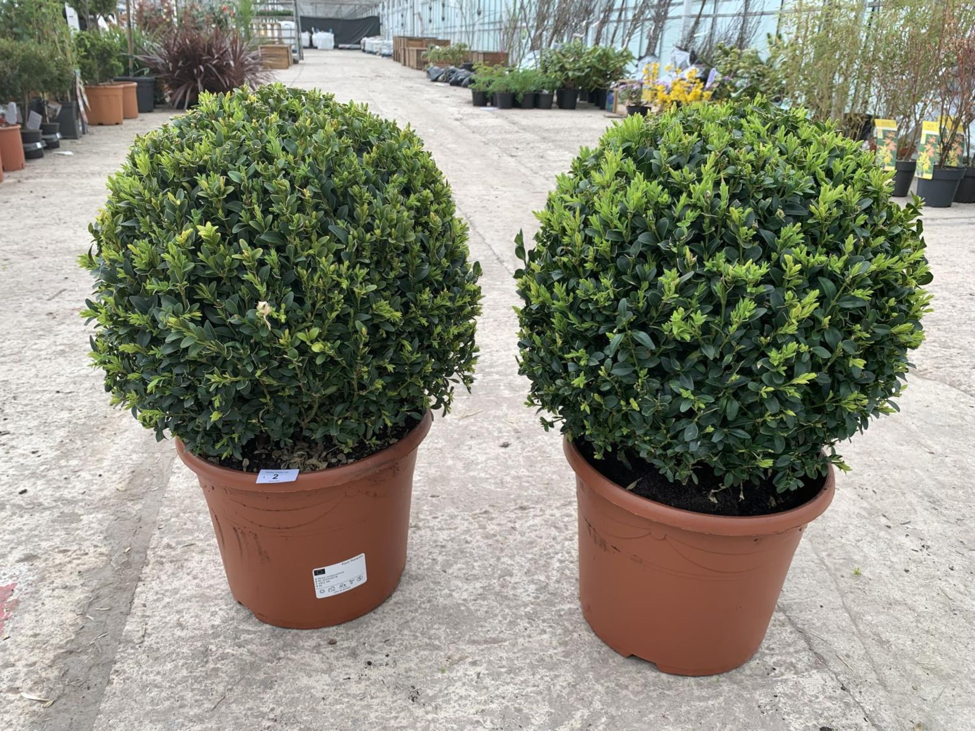 A PAIR OF LARGE BOX (BUXUS SEMPERVIRENS) BALLS + VAT