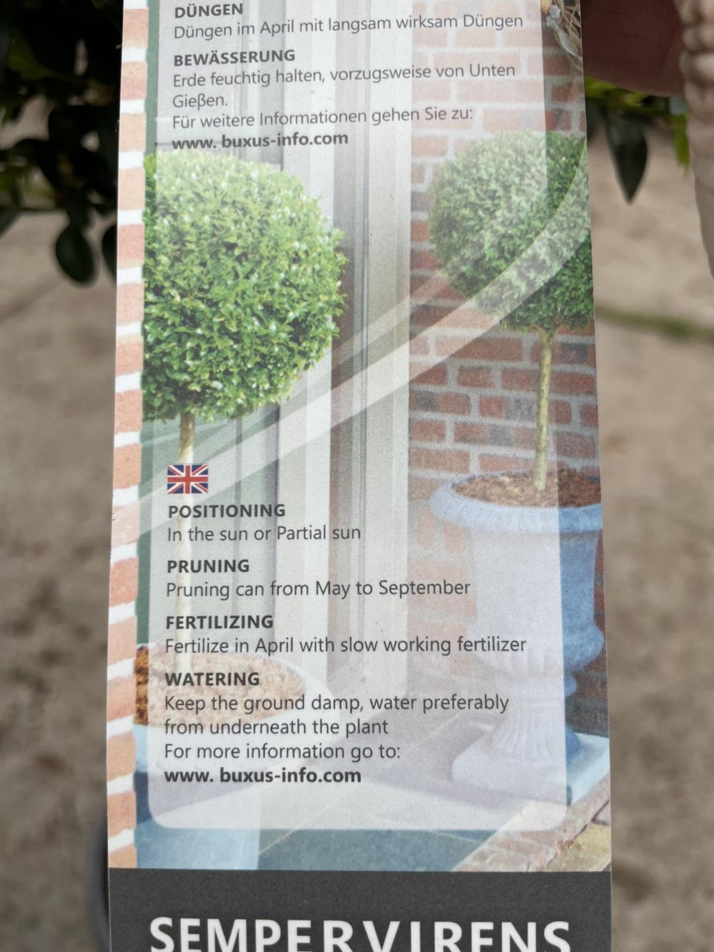 TWO STANDARD BOX (BUXUS SEMPERVIRENS) + VAT - Image 4 of 4