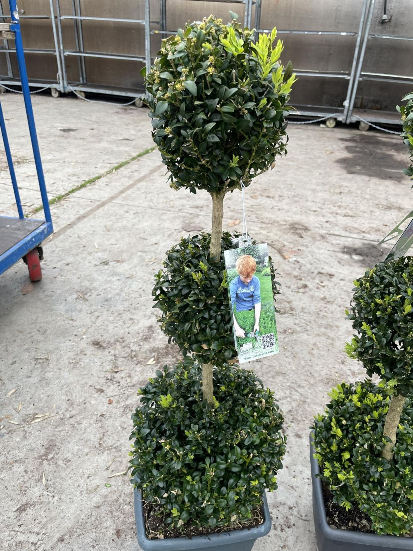 TWO TRIPLE BALL STANDARD BOX (BUXUS SEMPERVIRENS) + VAT - Image 2 of 5