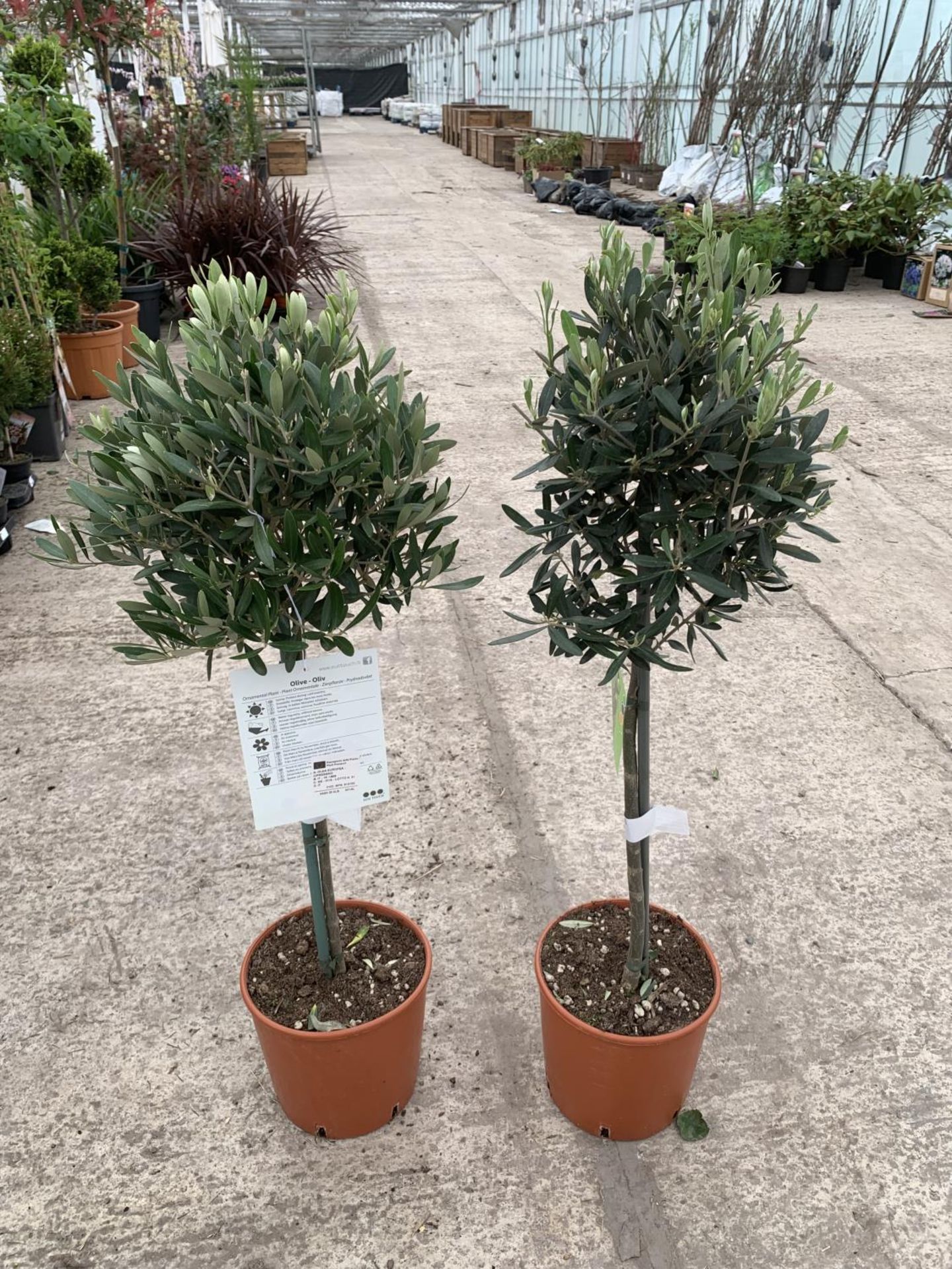 A PAIR OF STANDARD OLIVE TREES APPROXIMATELY 100CM TALL + VAT