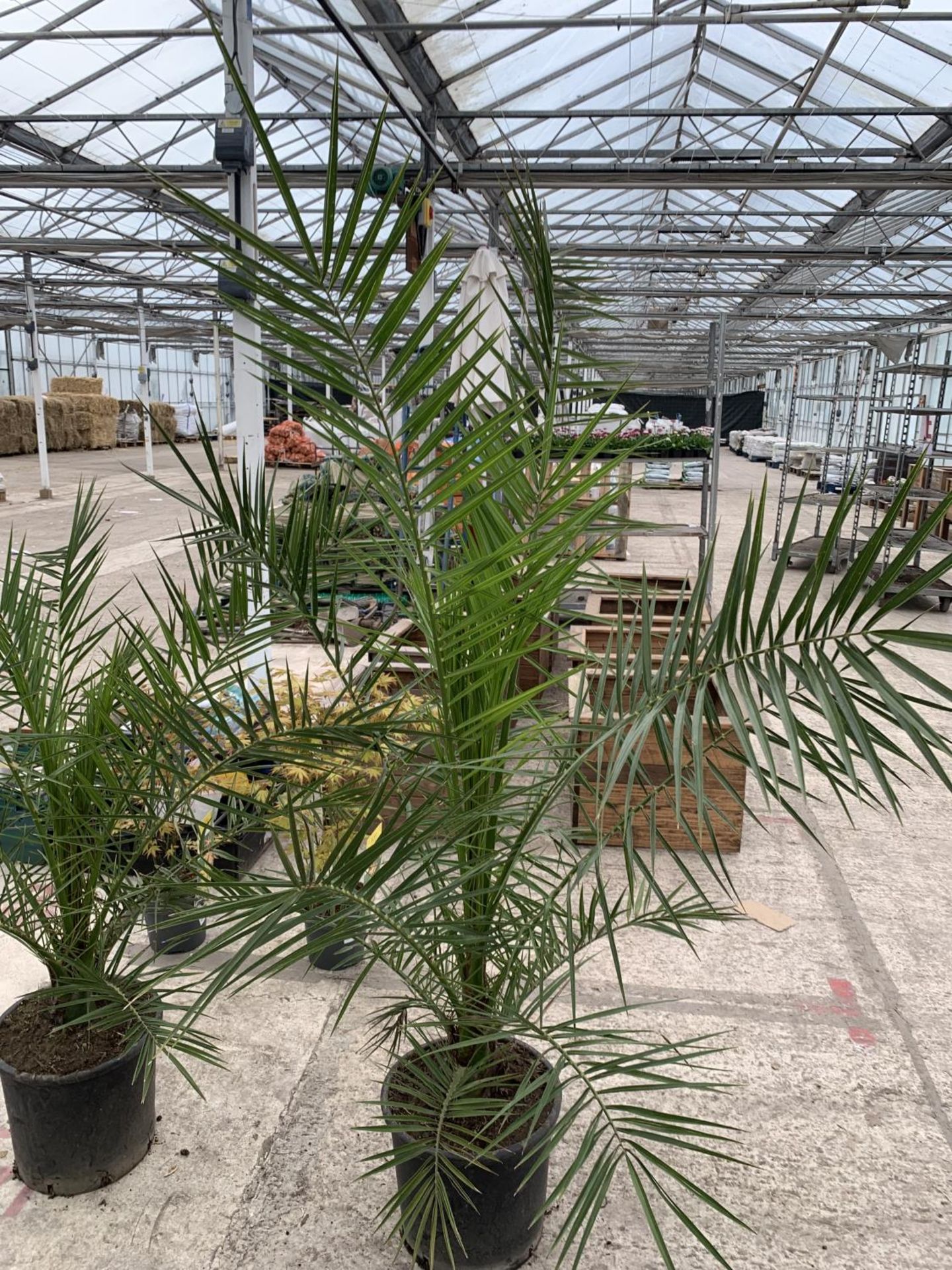 TWO LARGE DATE ( PHEONIX) PALMS - PHOENIX CANARIENSIS , 8 LTR POTS + VAT - Image 2 of 4