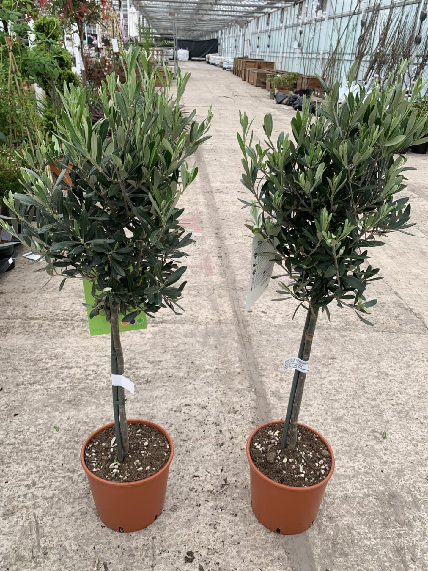 A PAIR OF STANDARD OLIVE TREES APPROXIMATELY 100CM TALL + VAT