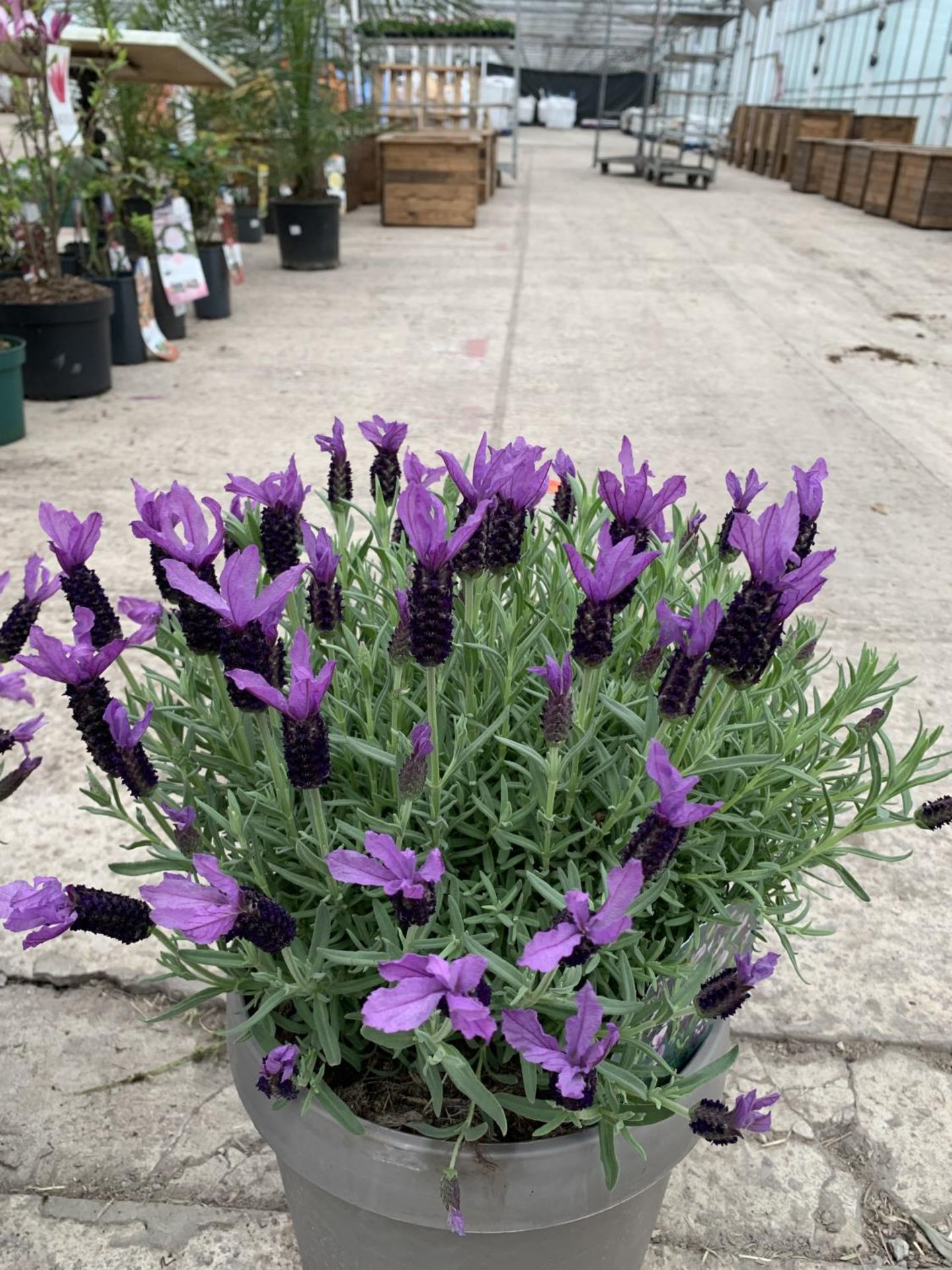 TWO FRENCH LAVENDER (LAVANDULA STOECHAS) 7 LTR POTS + VAT - Image 2 of 5