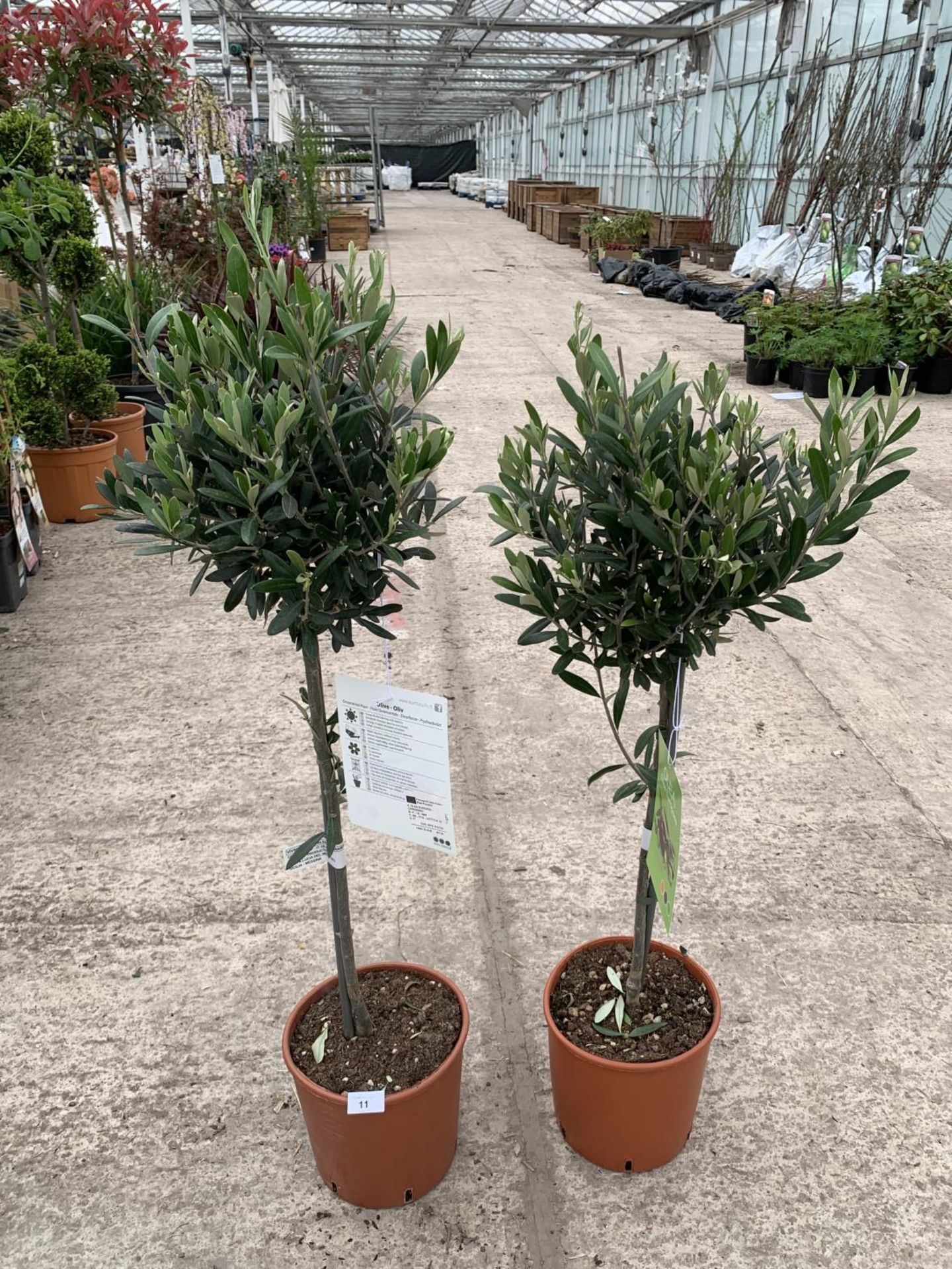 A PAIR OF STANDARD OLIVE TREES APPROXIMATELY 100CM TALL + VAT