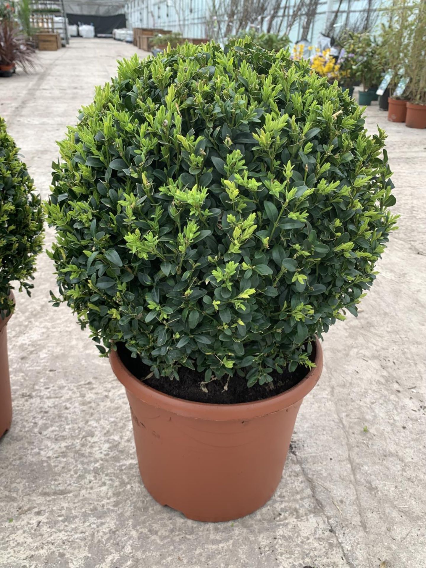 A PAIR OF LARGE BOX (BUXUS SEMPERVIRENS) BALLS + VAT - Image 2 of 3