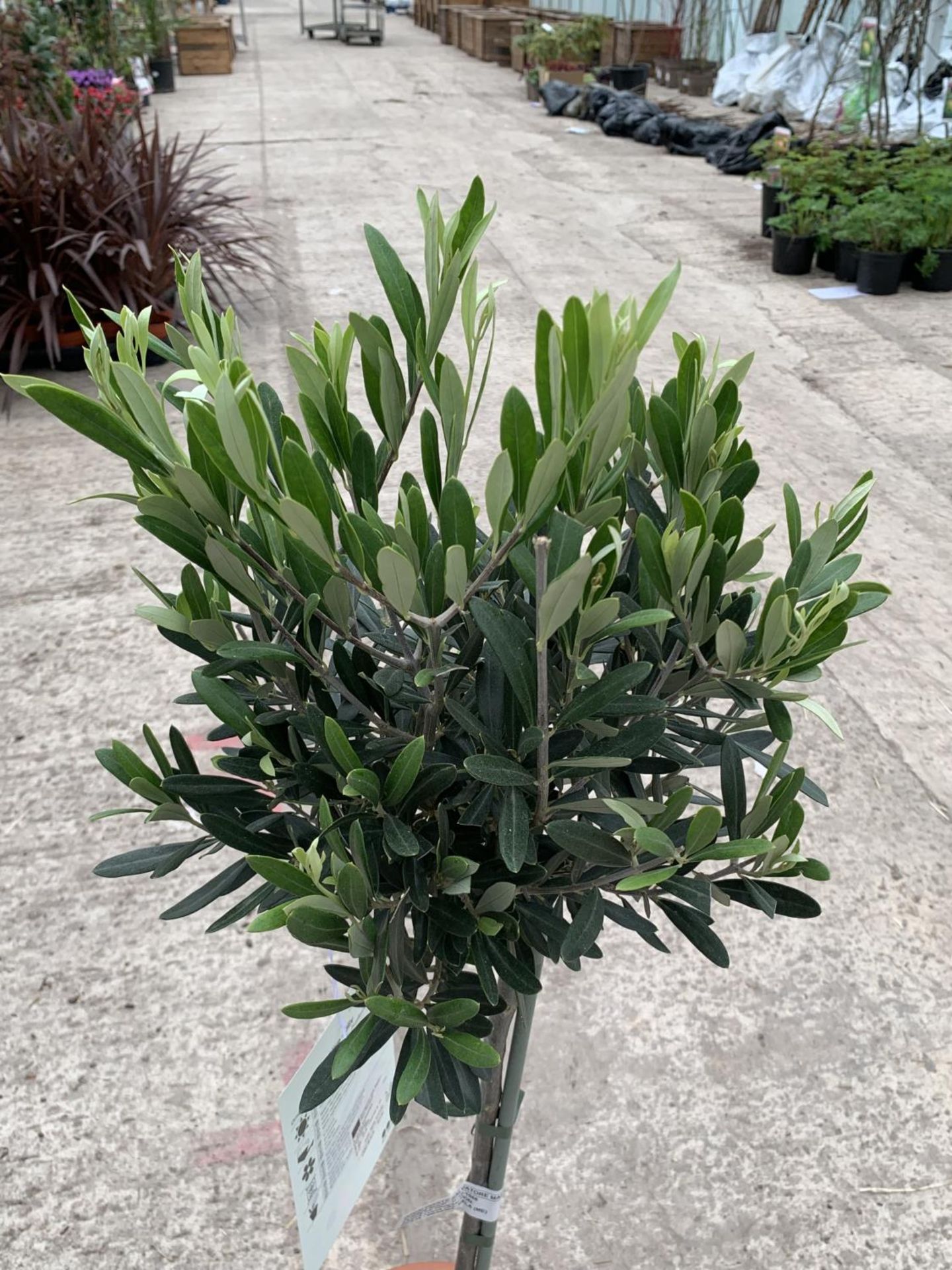 A PAIR OF STANDARD OLIVE TREES APPROXIMATELY 100CM TALL + VAT - Image 2 of 4