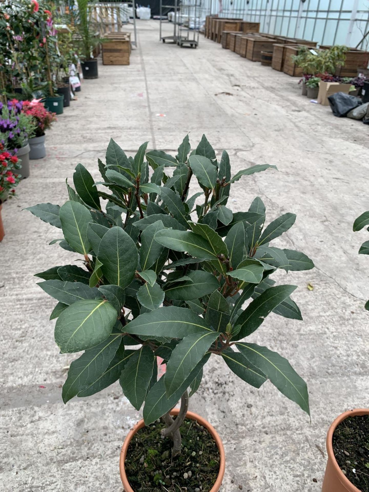 TWO STANDARD BAY (LAURUS) WITH DOUBLE SPIRAL STEMS + VAT - Image 2 of 3