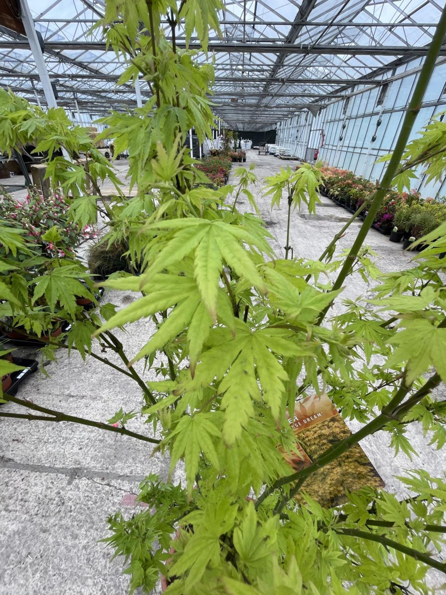 A TALL ACER PALM ORANGE DREAM APPROXIMATELY 5-6 FT TALL + VAT - Image 2 of 3