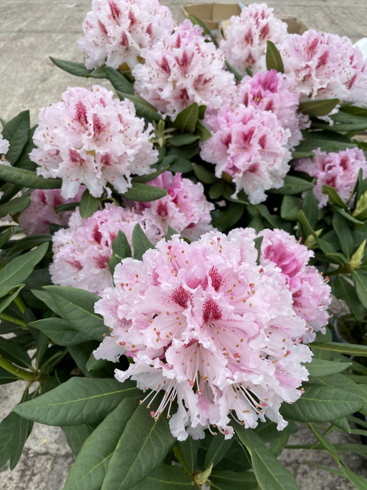 A RHODODENDRON HYBRID MIX MADAME WAGNER IN A 15 LTR POT + VAT - Image 2 of 4