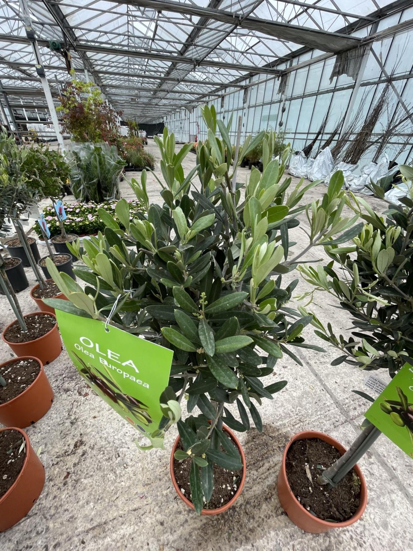 A PAIR OF STANDARD OLIVE TREES APPROXIMATELY 100CM TALL + VAT - Image 2 of 3