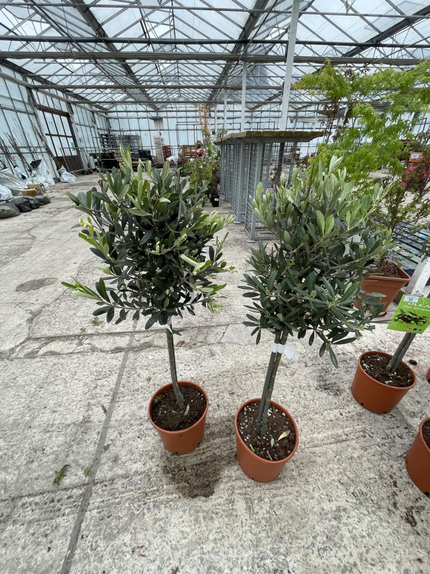 A PAIR OF STANDARD OLIVE TREES APPROXIMATELY 100CM TALL + VAT