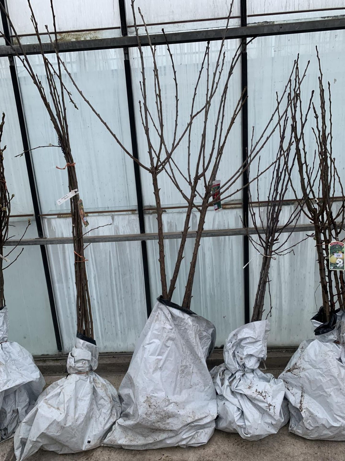 FOUR BAREROOT CHERRY SUNBURST PLANTS - NO VAT