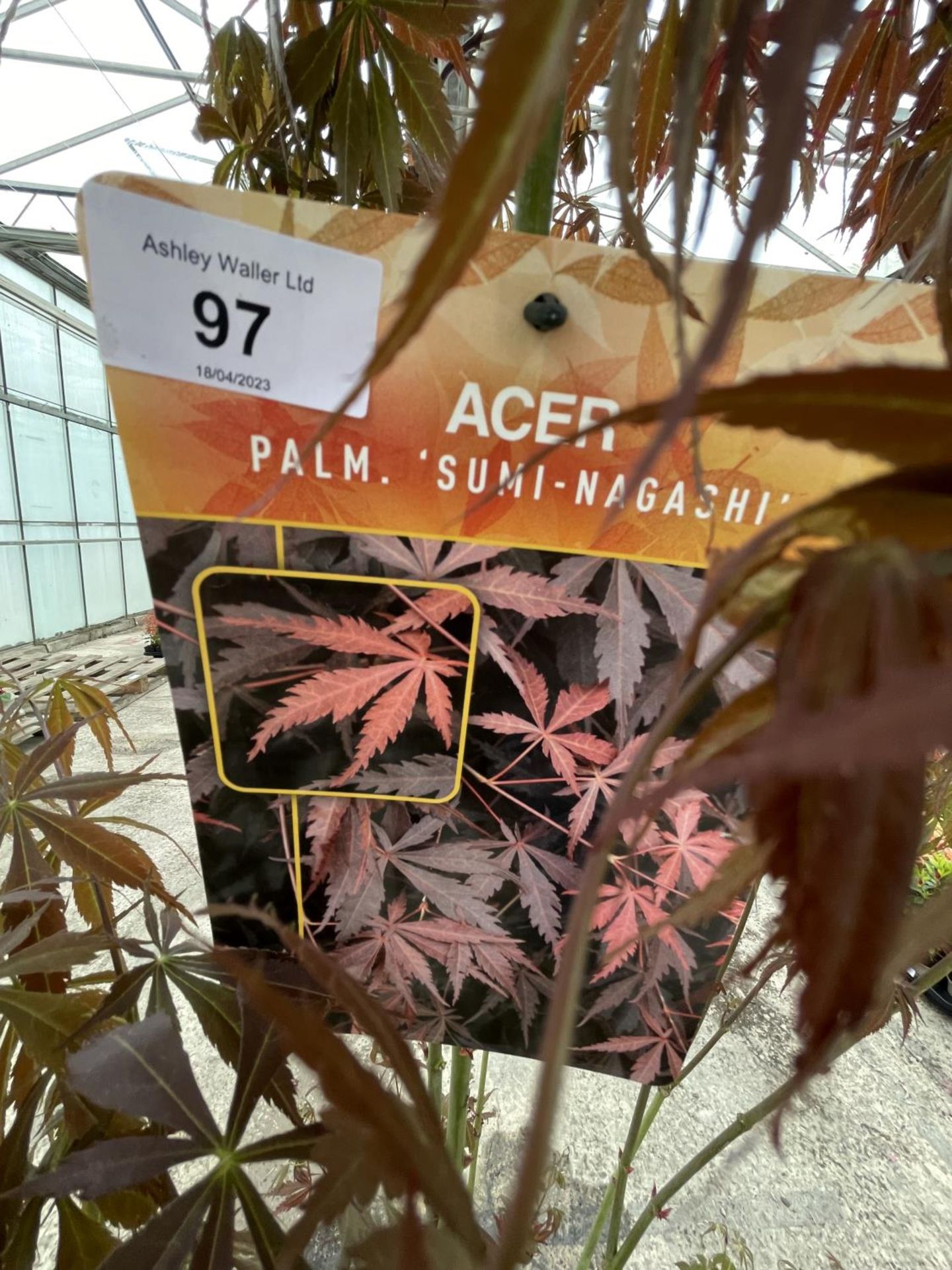 A TALL ACER PALM SUMI NAGASHI APPROXIMATELY 5-6 FT + VAT - Image 2 of 2