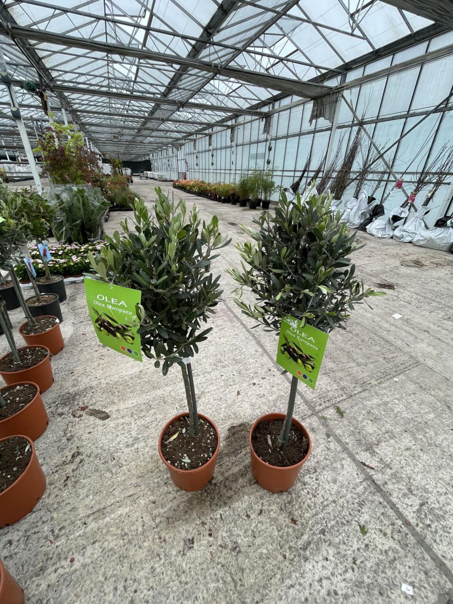 A PAIR OF STANDARD OLIVE TREES APPROXIMATELY 100CM TALL + VAT