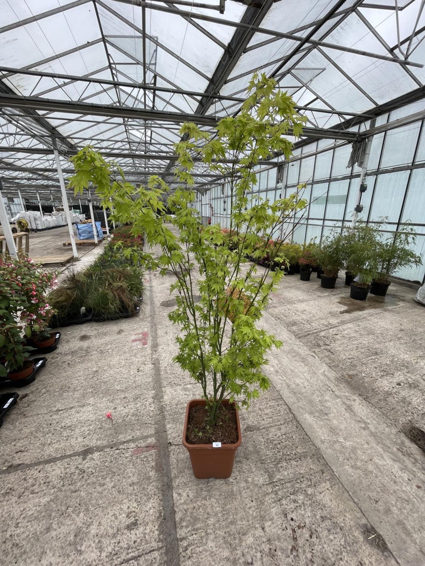 A TALL ACER PALM ORANGE DREAM APPROXIMATELY 5-6 FT TALL + VAT