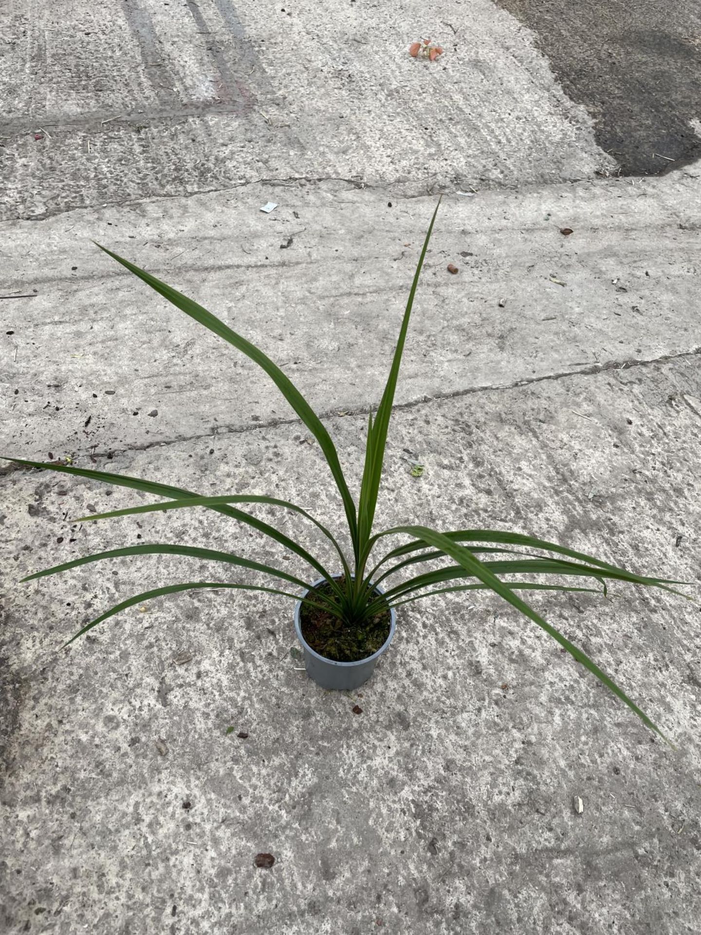 FIFTEEN GREEN CORDYLINES + VAT - Image 3 of 3