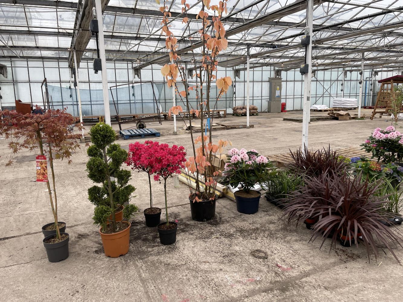 HORTICULTURAL AUCTION - TO INCLUDE PLANTS, SHRUBS, TREES, PERENNIALS, BEDDING PLANTS, GARDEN FURNITURE AND ACCESSORIES FROM 9.30 AM