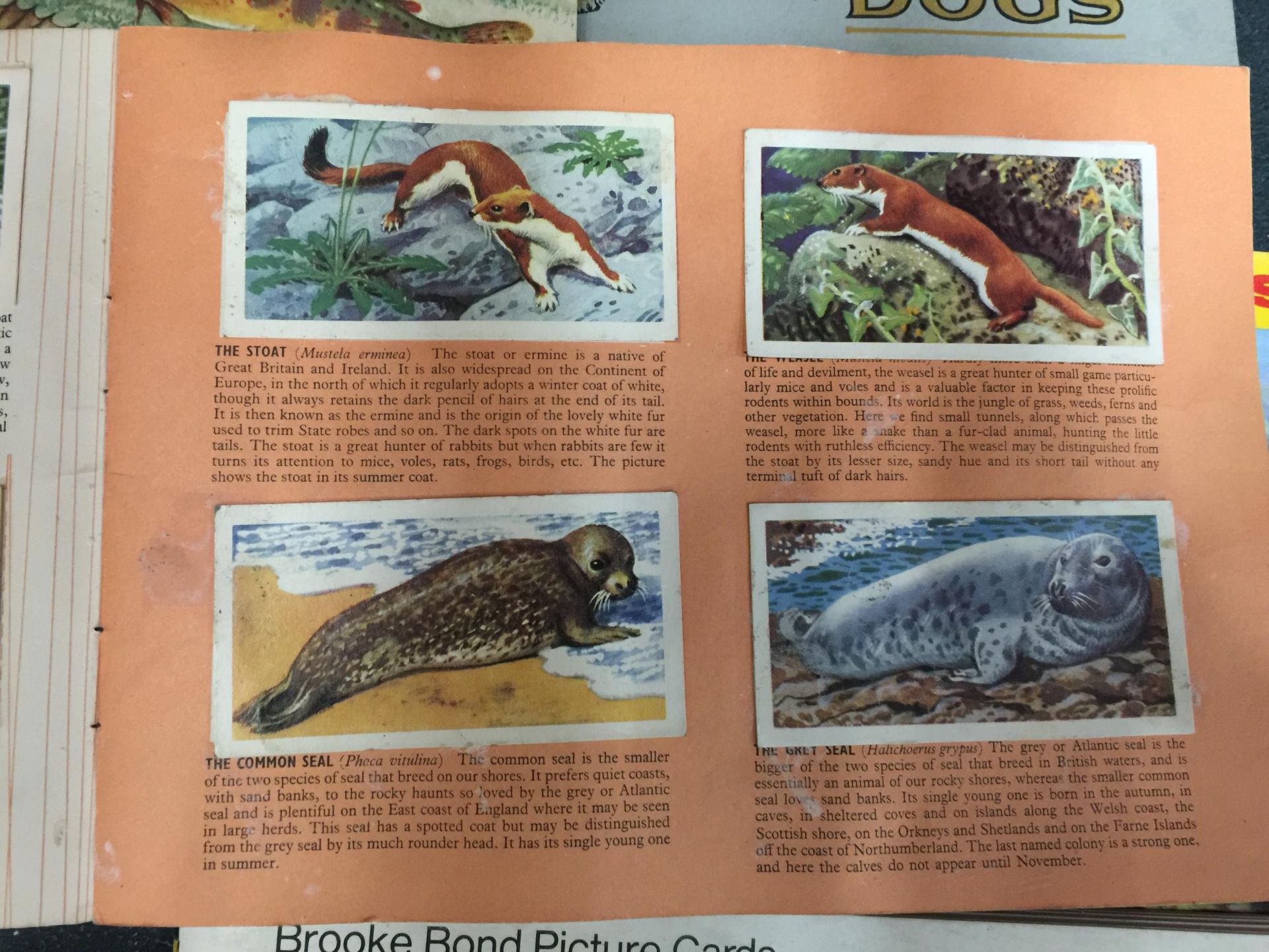 A LARGE QUANTITY OF BROOKE BOND TEA CARDS IN ALBUMS TO INCLUDE BRITISH WILD LIFE, PREHISTORIC - Image 3 of 5