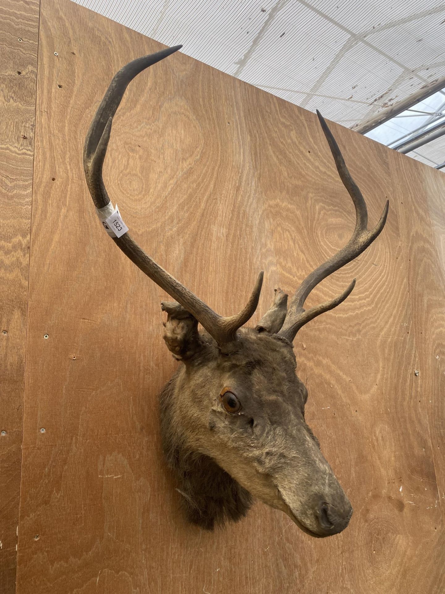 A TAXIDERMY DEERS HEAD