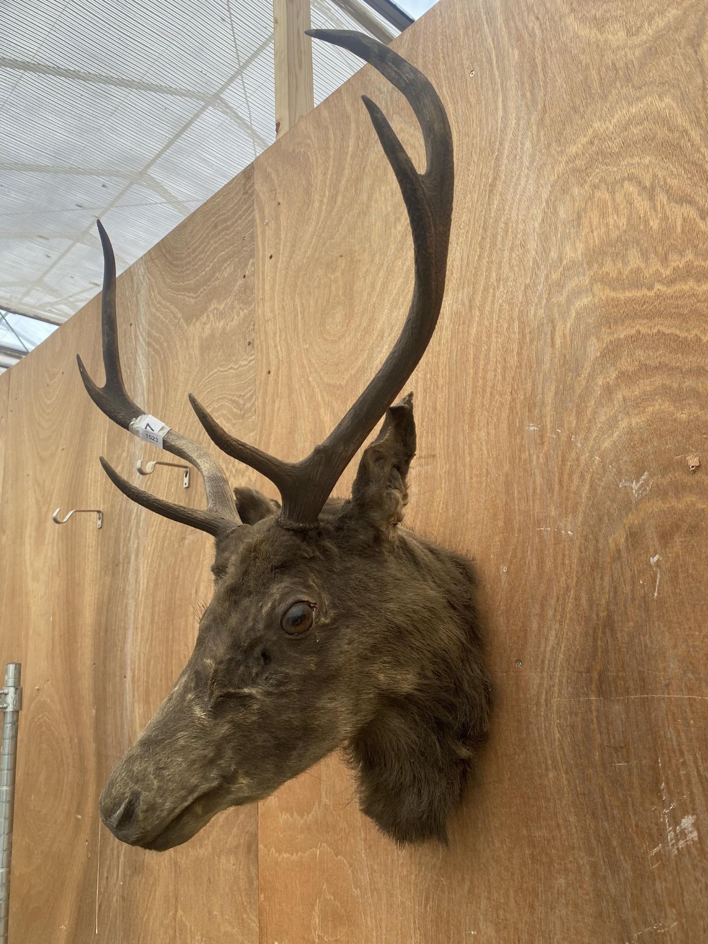 A TAXIDERMY DEERS HEAD - Image 3 of 5