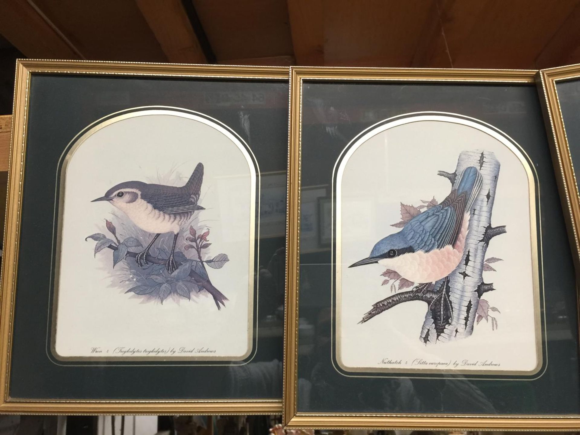FOUR FRAMED PRINTS OF GARDEN BIRDS TO INCLUDE A SONG THRUSH, CHAFFINCH, NUTHATCH AND WREN - Image 5 of 6