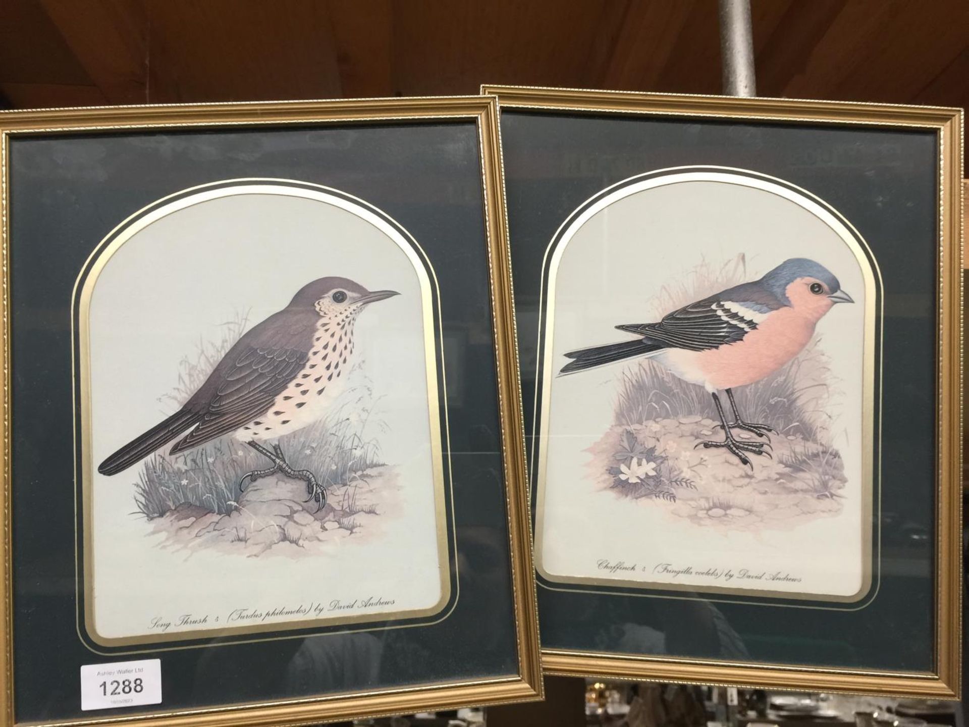 FOUR FRAMED PRINTS OF GARDEN BIRDS TO INCLUDE A SONG THRUSH, CHAFFINCH, NUTHATCH AND WREN - Image 4 of 6