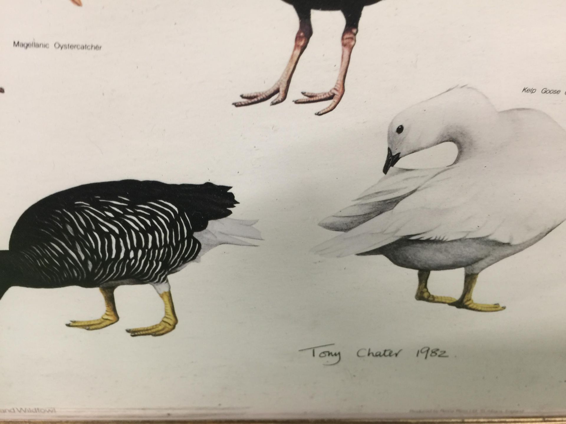 TWO FIRST EDITION PRINTS 'THE BREEDING BIRDS OF THE FALKLAND ISLANDS' BY A. R CHATER SIGNED TONY - Image 3 of 5