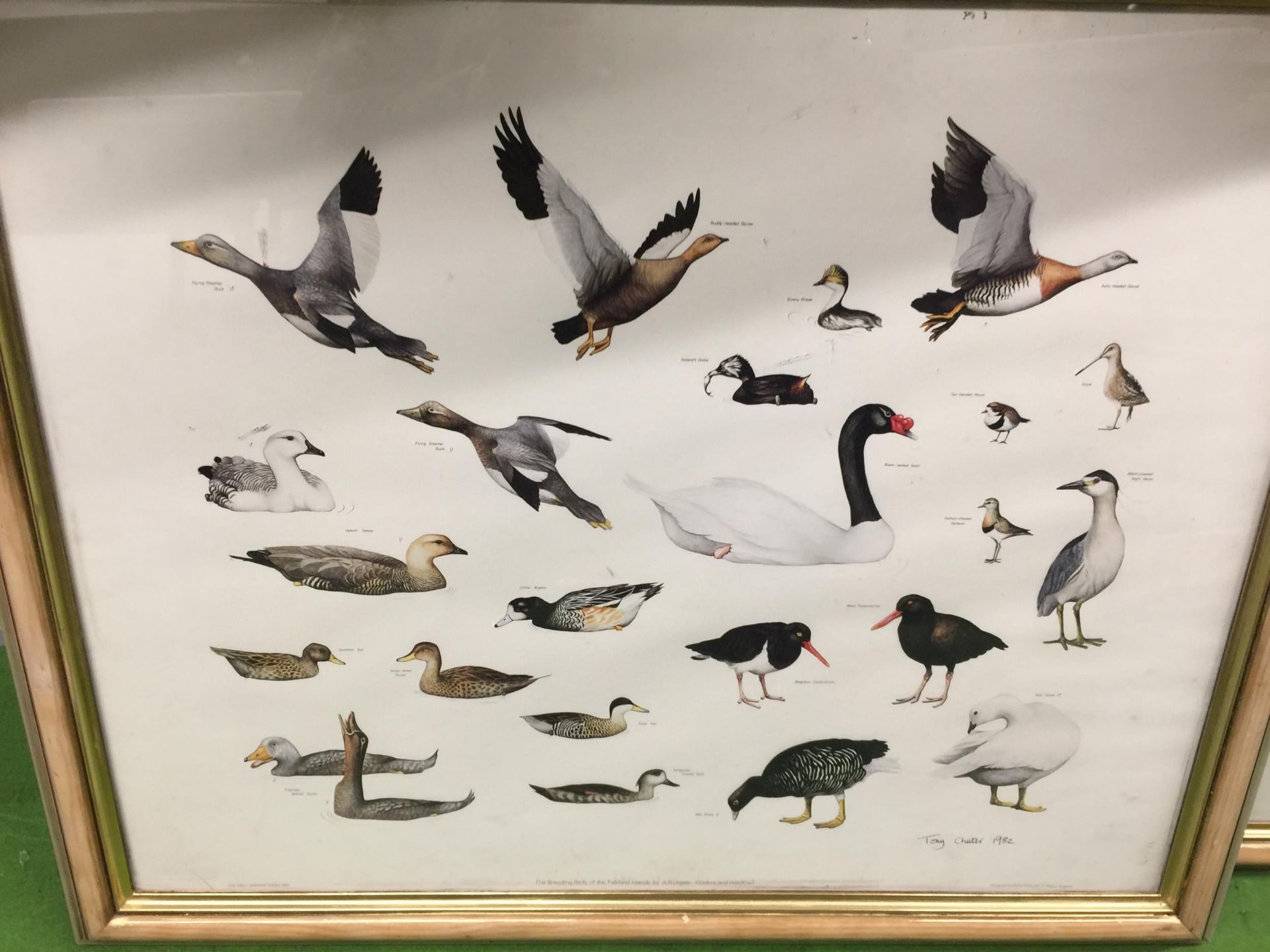 TWO FIRST EDITION PRINTS 'THE BREEDING BIRDS OF THE FALKLAND ISLANDS' BY A. R CHATER SIGNED TONY - Image 2 of 5