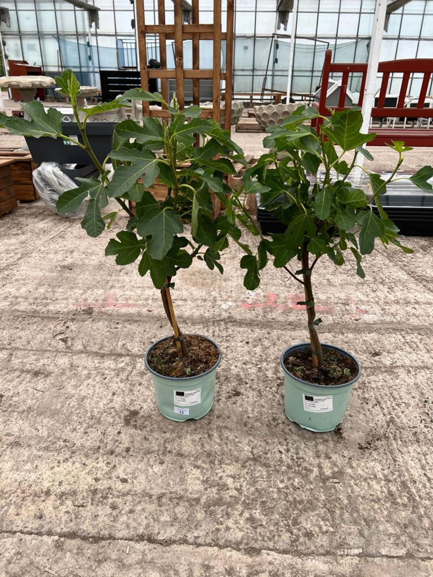 TWO FICUS CARICA (FIG) APPROX 70CM HIGH + VAT