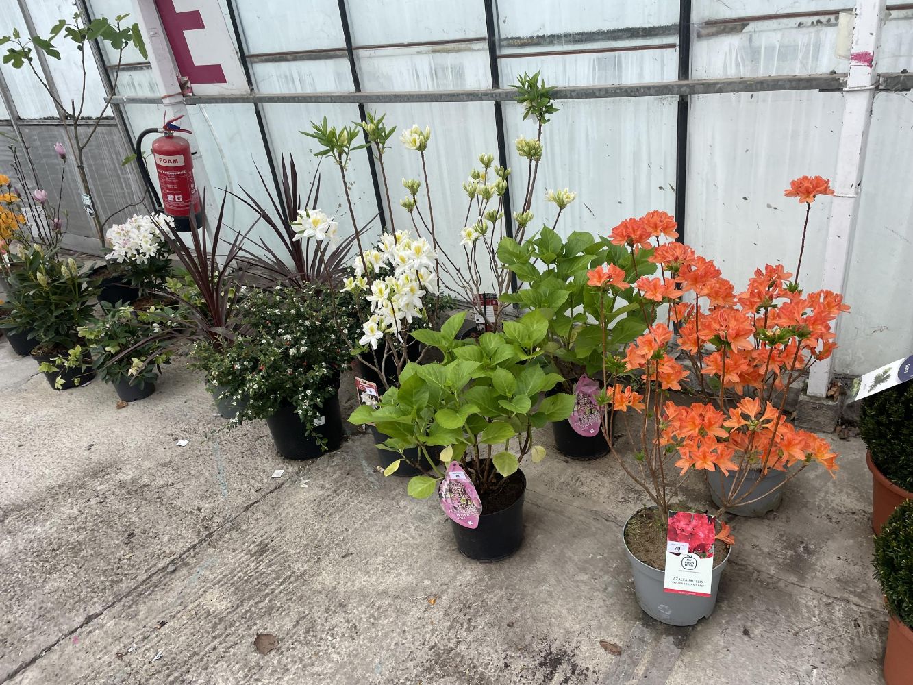 HORTICULTURAL AUCTION - TO INCLUDE PLANTS, SHRUBS, PERENNIALS, BEDDING PLANTS AND A PLANT NURSERY DISPERSAL FROM 9.30 AM