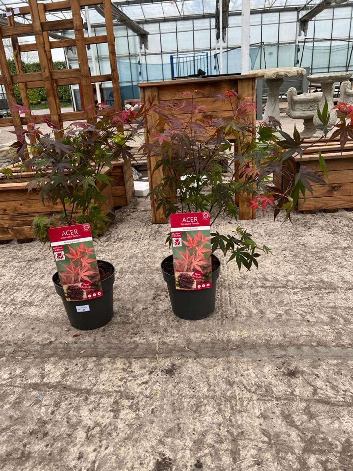 TWO ACER PALMATUM ATROPURPUREUM APPROX 60CM HIGH + VAT