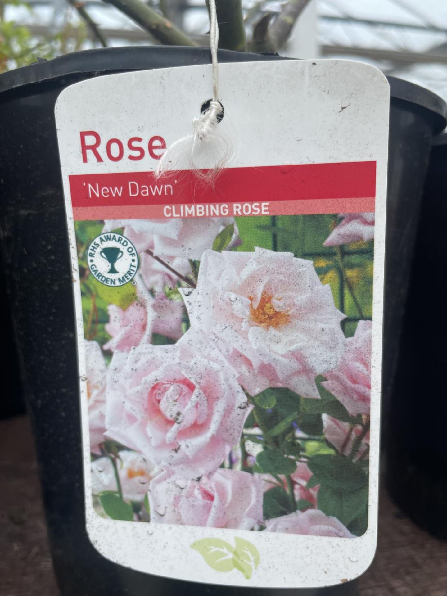 THREE VARIOUS POTTED ROSES + VAT - Image 3 of 4