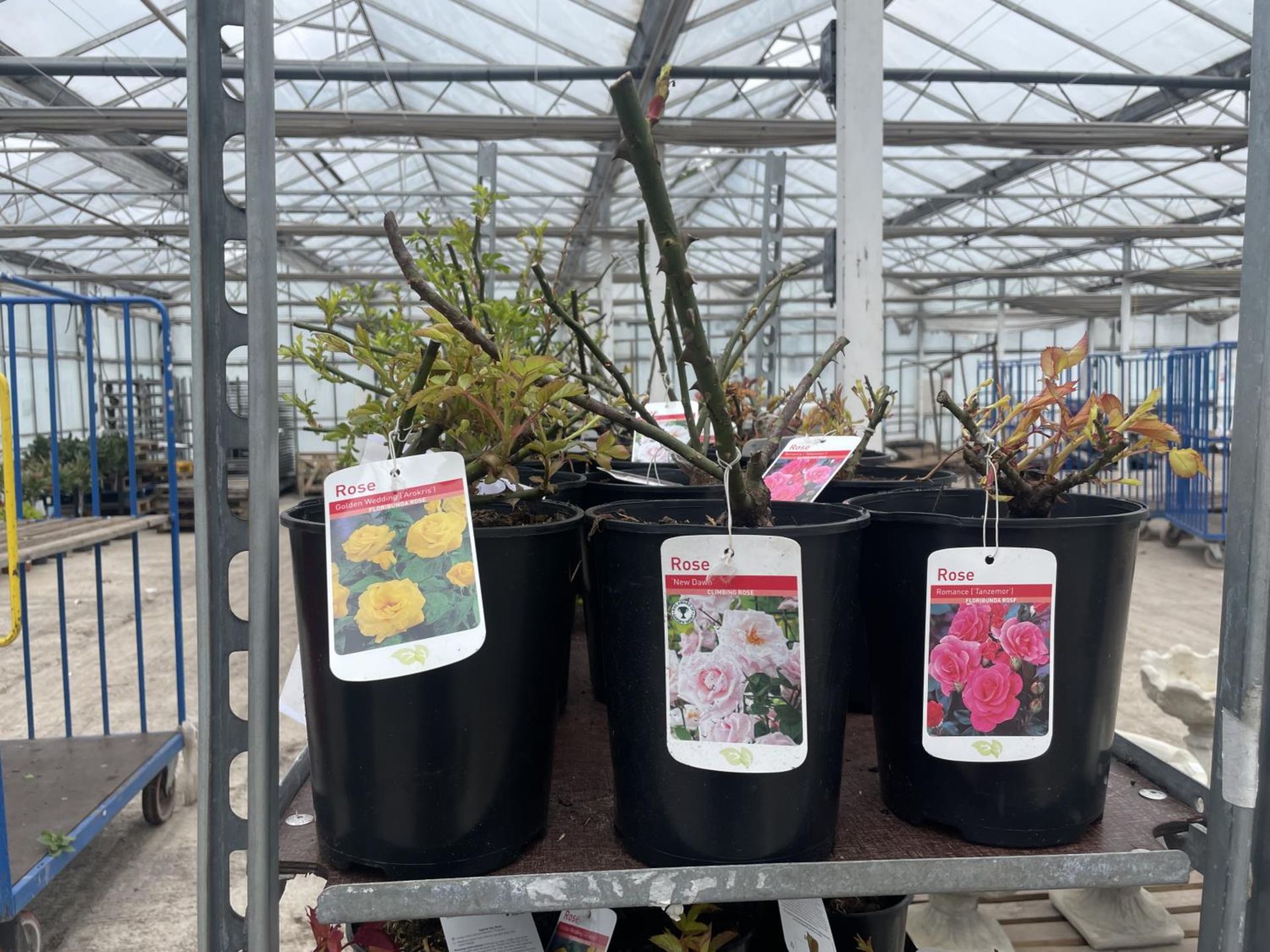 THREE VARIOUS POTTED ROSES + VAT