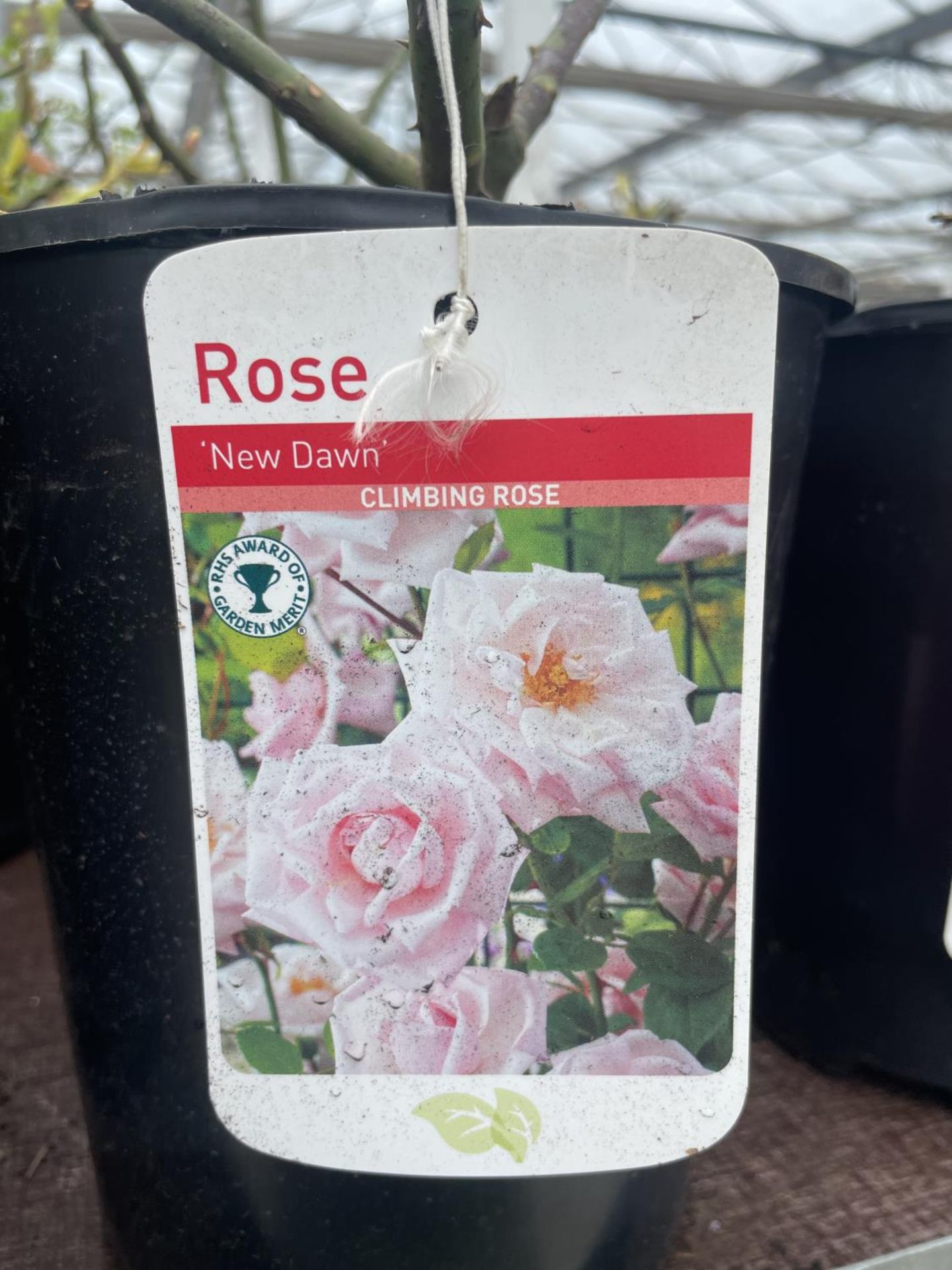 THREE VARIOUS POTTED ROSES + VAT - Image 3 of 4