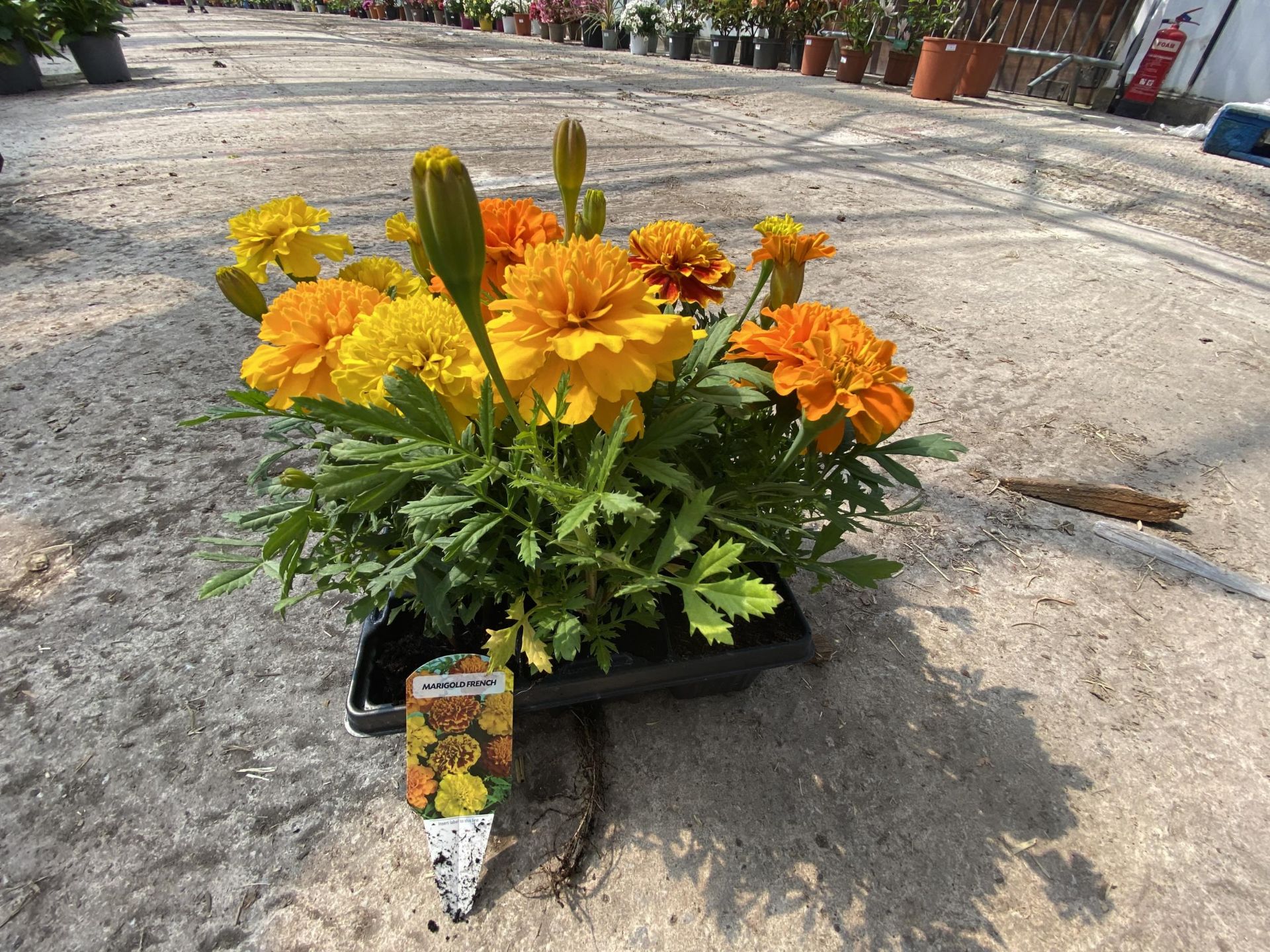 19 TRAYS OF MIXED COLOUR FRENCH MARIGOLD BEDDING PLANTS 9 PLANTS IN A TRAY TOTAL 171 PLANTS + VAT - Image 2 of 2