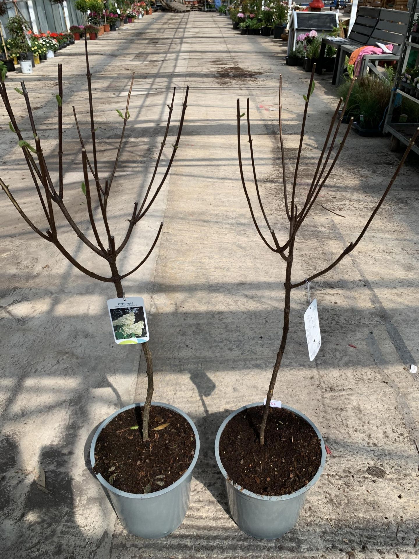 TWO STANDARD HYDRANGEAS PANICULATA GRANDIFLORA APPROX 110CM HIGH + VAT - Image 2 of 3