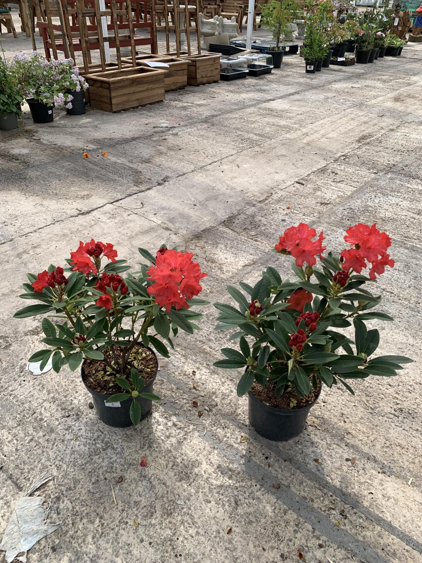 TWO RHODODENRON CAMPARINA SIZE C-5 + VAT