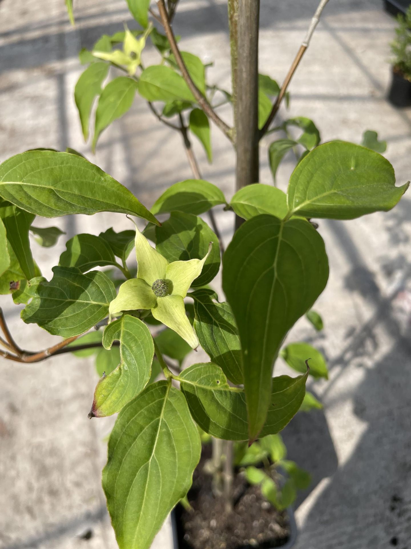 ONE CORNUS KOUSA TERESA + VAT - Image 3 of 4