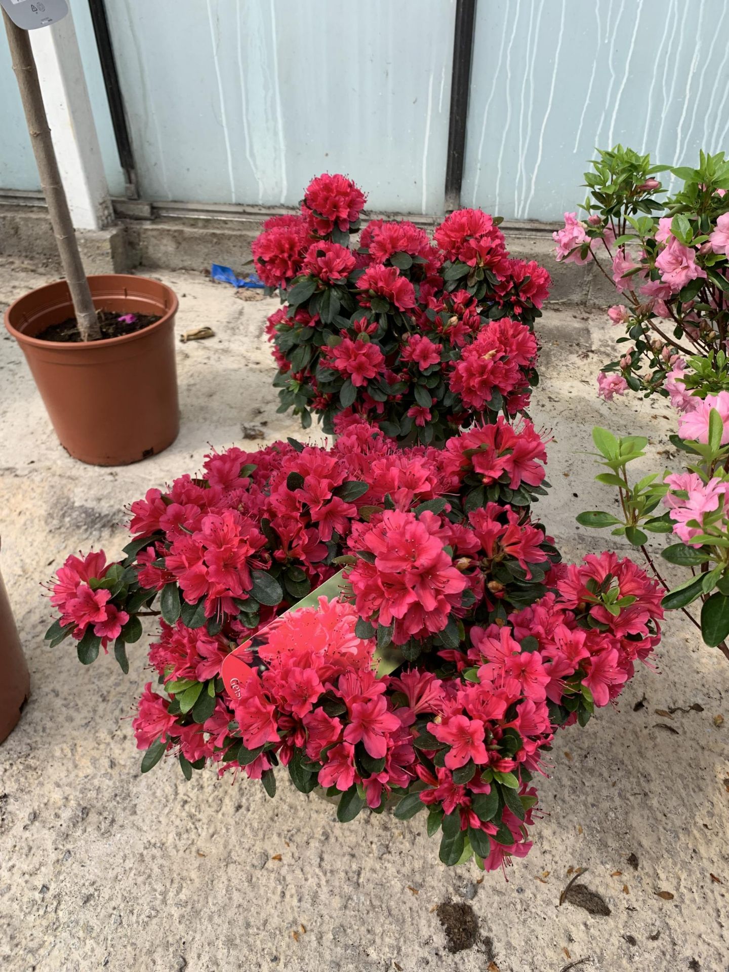 TWO AZALEA GESHIA RED SIZE C-3 + VAT